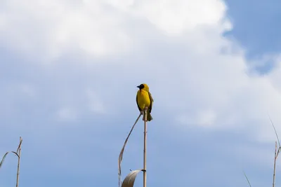 Келомберский ткач - eBird