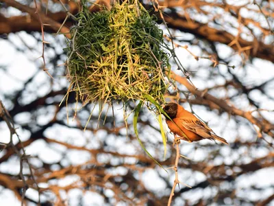 Птица-ткач на дереве ткач вьет гнездо | Премиум Фото