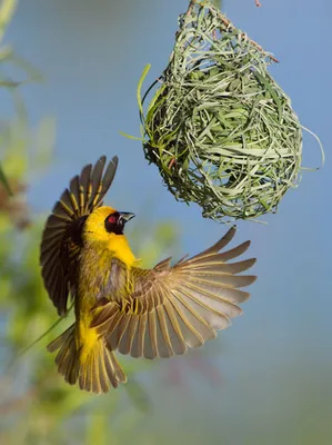 Чернолобый ткач - eBird