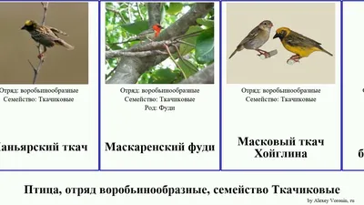 Общественный ткач: Как возводятся самые большие в мире гнезда | Книга  животных | Дзен