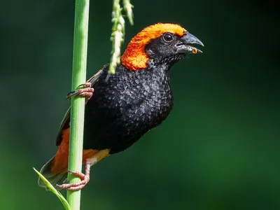 Черноголовый ткачик-воробей - eBird