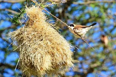 Чернокрылый ткачик - eBird