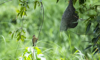 Чернобрюхий ткачик - eBird