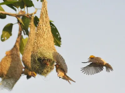 Папирусовый ткачик - eBird