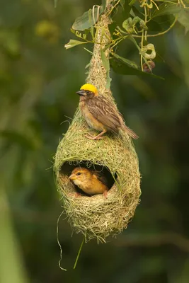 Желтоспинный ткачик [группа capensis] - eBird