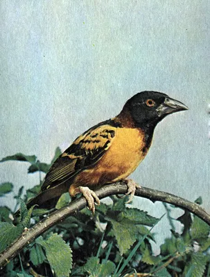 Зимородок (птица Красной книги): фото, где живет, голос и пение, гнездо,  виды