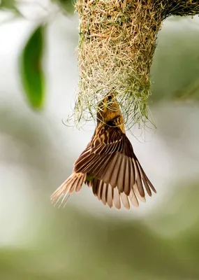 Огненный ткачик, Euplectes orix, Southern Red Bishop | Flickr