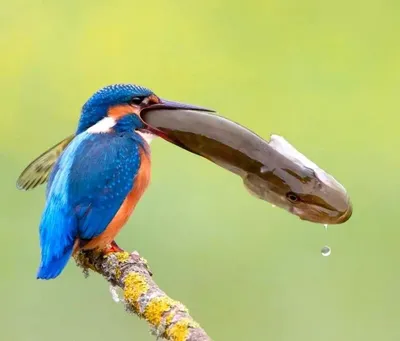 Папирусовый ткачик - eBird