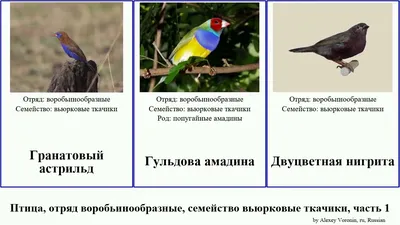 Чернобрюхий ткачик - eBird