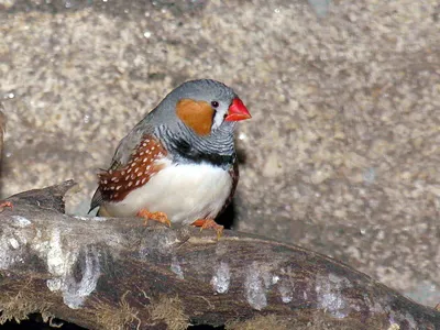 Сероголовый ткачик-воробей - eBird