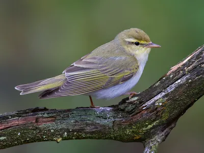 Пеночка-трещотка - eBird