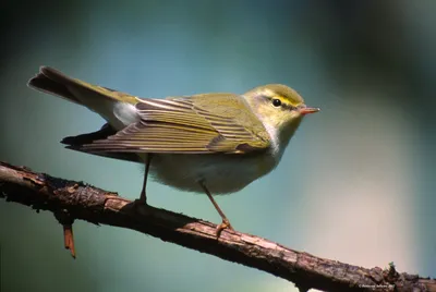 Пеночка-трещотка (Phylloscopus sibilatrix). Птицы Европейской России.