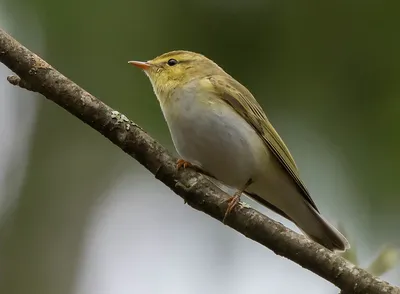 Пеночка-трещотка - eBird