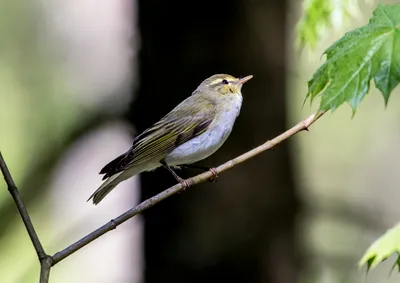 Пеночка-трещётка Phylloscopus sibilatrix Wood Warbler