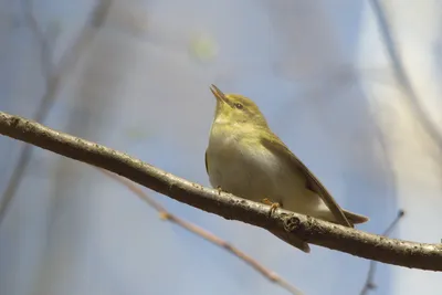 Пеночка-трещотка. Phylloscopus sibilatrix. | BirdWatch.by