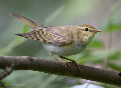 Пеночка-трещотка (Phylloscopus sibilatrix). Фотогалерея птиц. Фотографии  птиц России, Беларуси, Украины, Казахстана, Таджикистана, Азербайджана.