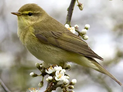 Warbler-rattle - Пеночка-трещотка | Flikr: www.flickr.com/ph… | Flickr