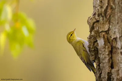 Пеночка-трещотка - eBird