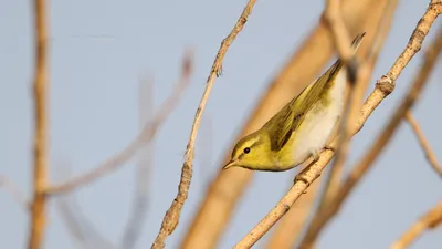 Пеночка-трещотка. Phylloscopus sibilatrix. | BirdWatch.by