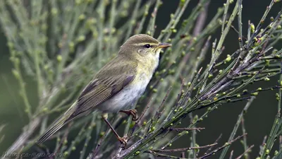 Пеночка-трещотка (Phylloscopus sibilatrix). Птицы Беларуси.