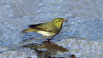 Голоса птиц Как поёт Пеночка трещотка Phylloscopus sibilatrix - YouTube