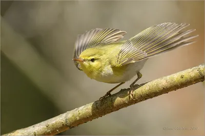 Wood warbler ,Пеночка-трещотка - Phylloscopus sibilatrix. Фотограф Евгений