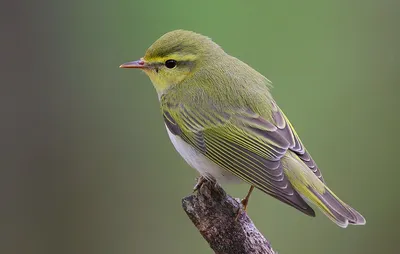 Голоса птиц Как поёт Пеночка теньковка Phylloscopus collybita - YouTube