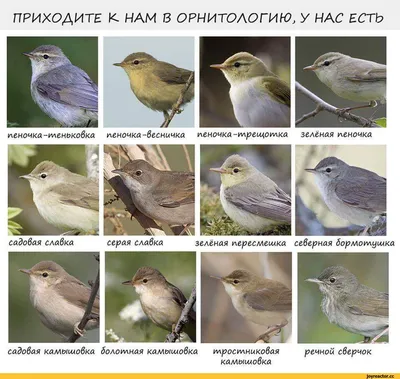 Пеночка-трещотка (Phylloscopus sibilatrix). Птицы Европейской России.