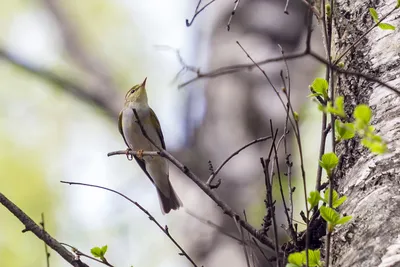 Пеночка-трещотка - eBird