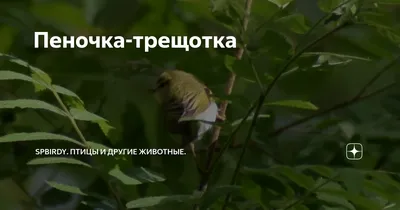 Пеночка-трещотка (Phylloscopus sibilatrix). Птицы Беларуси.