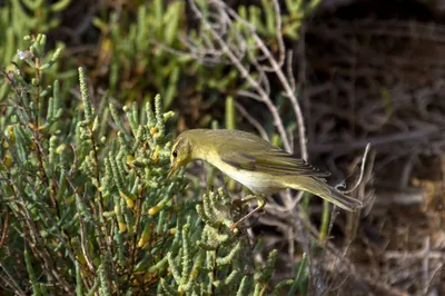 Пеночка трещотка. Phylloscopus sibilator :: Александр Аксёнов – Социальная  сеть ФотоКто