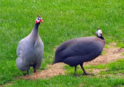 Грифовая цесарка - eBird