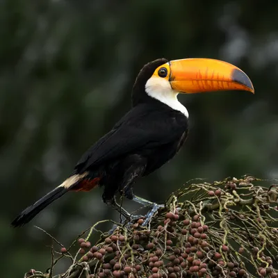 INFO-CAM | Галерея : Тукан... ещё один. Парк птиц. Игуасу. Tucan. Bird  Park. Iguasu.