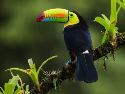 Тукан: описание птицы, где живет, что ест, виды