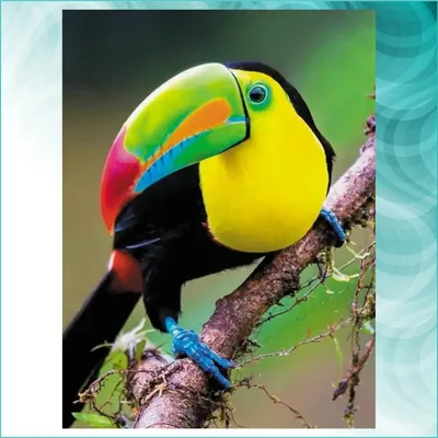 Птица тукан на фоне тропических …» — создано в Шедевруме
