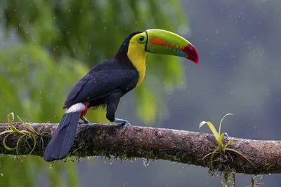 Aracari Pteroglossus Frantzii Тукан Почти Прохожая Птица Размножается  Тихоокеанских Склонах стоковое фото ©riverriver 573957322