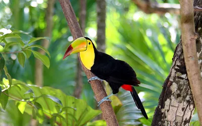 Aracari Pteroglossus Frantzii Тукан Почти Прохожая Птица Размножается  Тихоокеанских Склонах стоковое фото ©riverriver 573957238