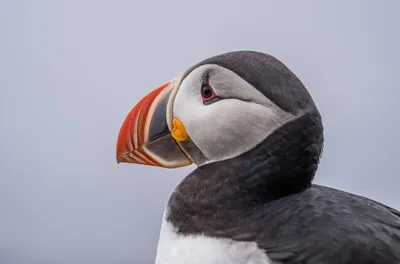 Птица тупик fratercula arctica, …» — создано в Шедевруме