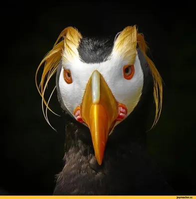 Ну до чего необычные и забавные птицы - тупики!! | ВКонтакте