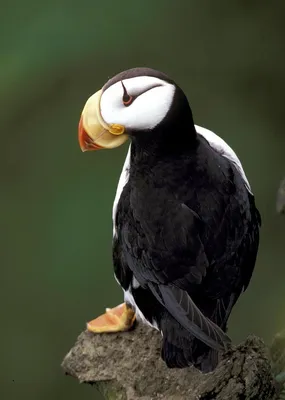 Тупик - самая грустная птица в мире | Пикабу