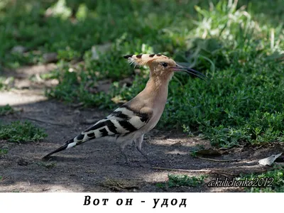 Birds.uz — Птицы Узбекистана