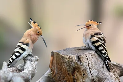 Голоса птиц как поёт Удод (Upupa) - YouTube