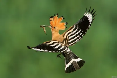Диковинная птица – символ мыса Опук
