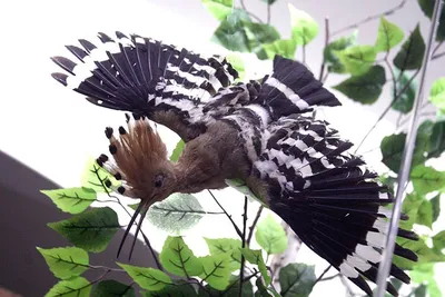 Птица удод, в лесах мазонии» — создано в Шедевруме