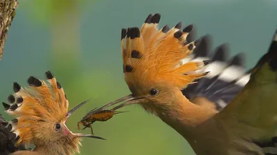 Удод, перелётная птица Bhrain Стоковое Изображение - изображение  насчитывающей евразия, красивейшее: 49462497