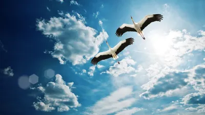 Картинки по запросу птица в небе | Birds flying, Birds in the sky, Bird  wallpaper