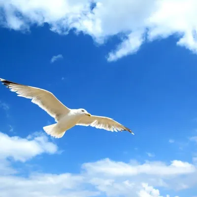 Красивая птица в небе - 67 фото