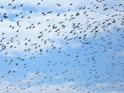 картинки : Чайка, облако, летать, птица, небо, дневное время, крыло,  морские птицы, клюв, Шарадиообразные, рейс 2770x2770 - Juice63 - 1594632 -  красивые картинки - PxHere