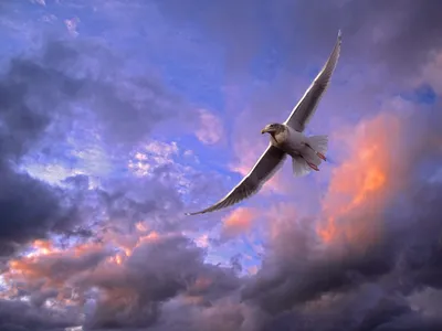 Птицы В Небе - Бесплатное фото на Pixabay - Pixabay