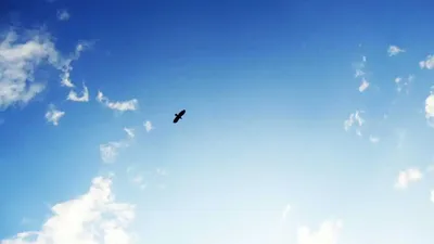 Птица в небе обои - 29 фото